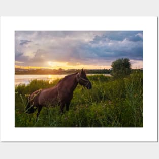 stallion on pasture Posters and Art